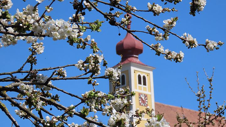 Kirschblüte in Donnerskirchen